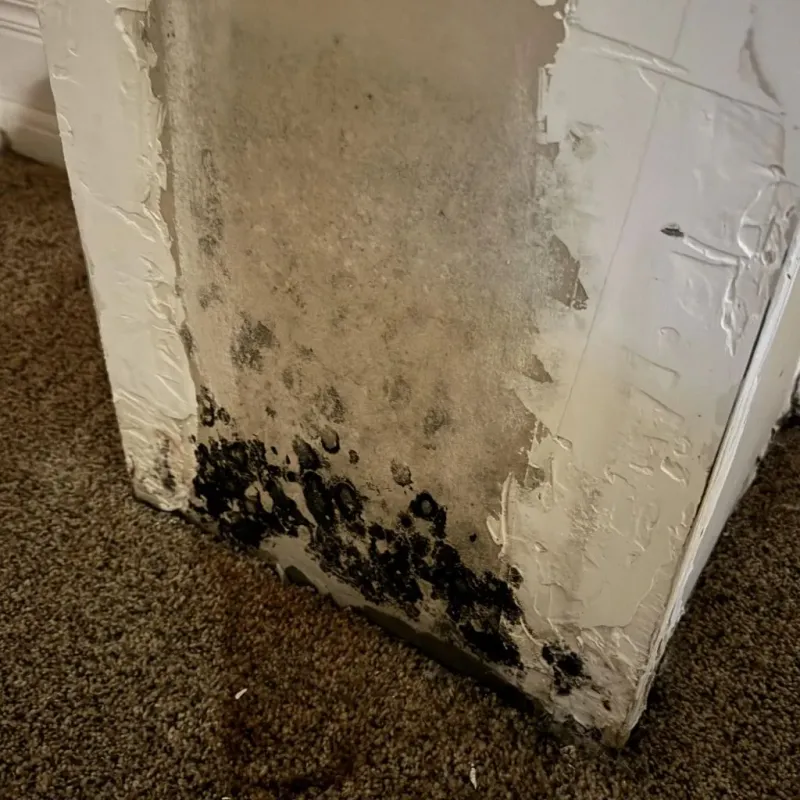 Professional Mold Removal in Charleston, ME